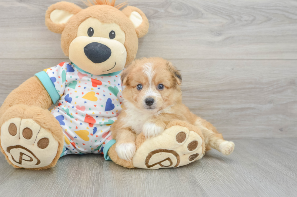 5 week old Aussiechon Puppy For Sale - Florida Fur Babies