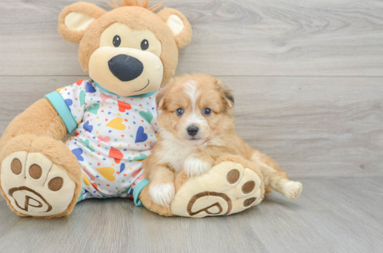 Energetic Aussie Bichon Designer Puppy