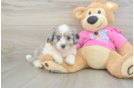Aussiechon Puppy for Adoption