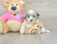 8 week old Aussiechon Puppy For Sale - Florida Fur Babies