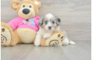 Playful Aussie Bichon Designer Puppy