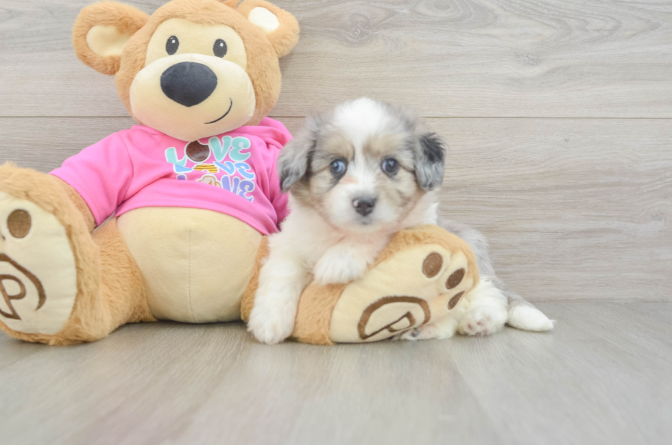 5 week old Aussiechon Puppy For Sale - Florida Fur Babies