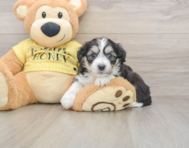 7 week old Aussiechon Puppy For Sale - Florida Fur Babies