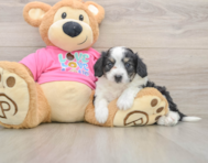8 week old Aussiechon Puppy For Sale - Florida Fur Babies