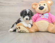 5 week old Aussiechon Puppy For Sale - Florida Fur Babies