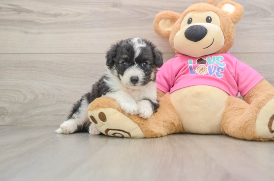 Best Aussiechon Baby
