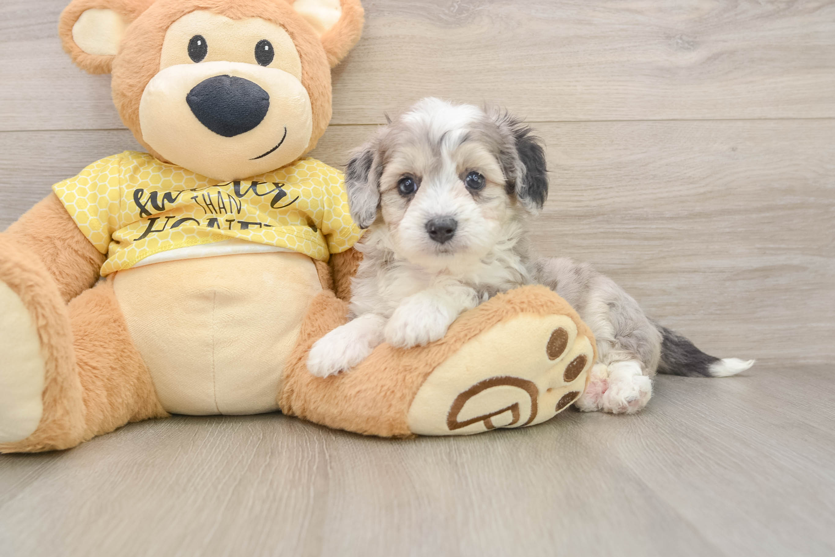 Petite Aussiechon Designer Pup