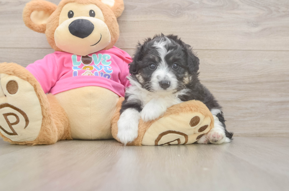 5 week old Aussiechon Puppy For Sale - Florida Fur Babies