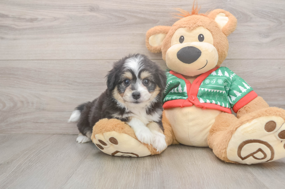 6 week old Aussiechon Puppy For Sale - Florida Fur Babies