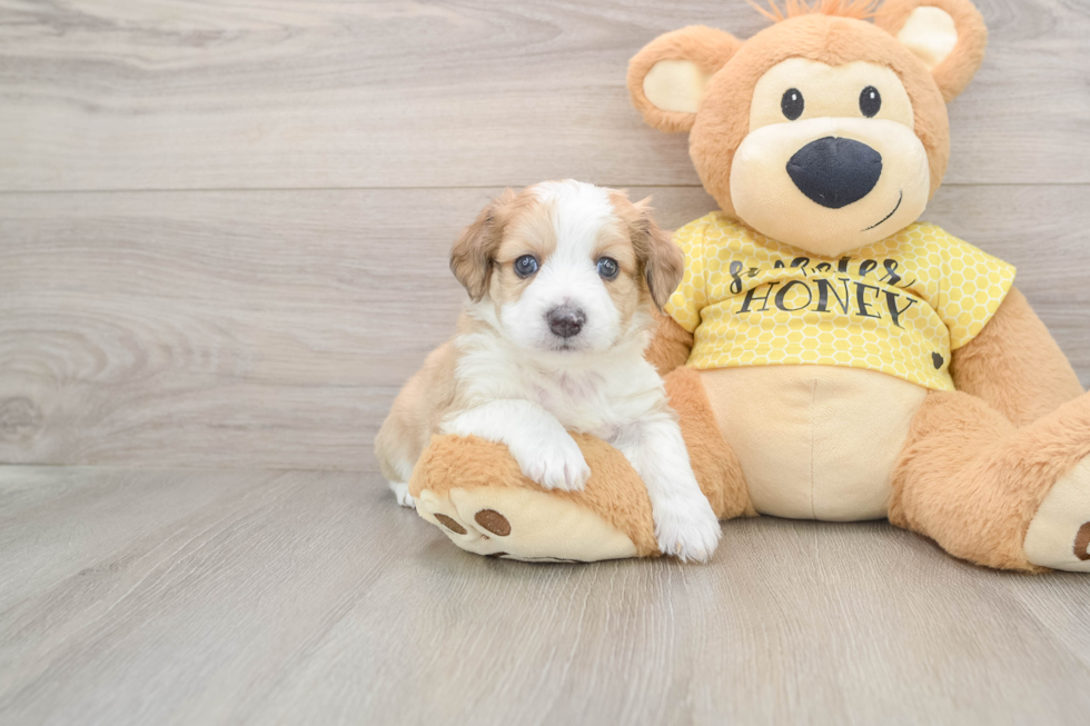 Aussiechon Pup Being Cute