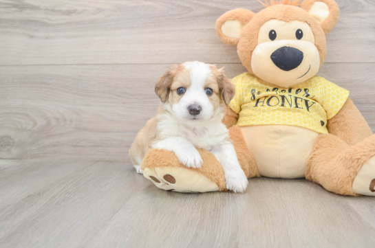 Aussiechon Pup Being Cute