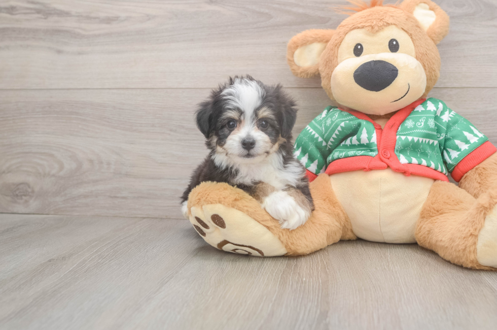 6 week old Aussiechon Puppy For Sale - Florida Fur Babies