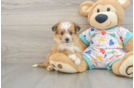 Aussiechon Puppy for Adoption