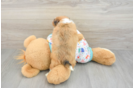Playful Aussie Bichon Designer Puppy