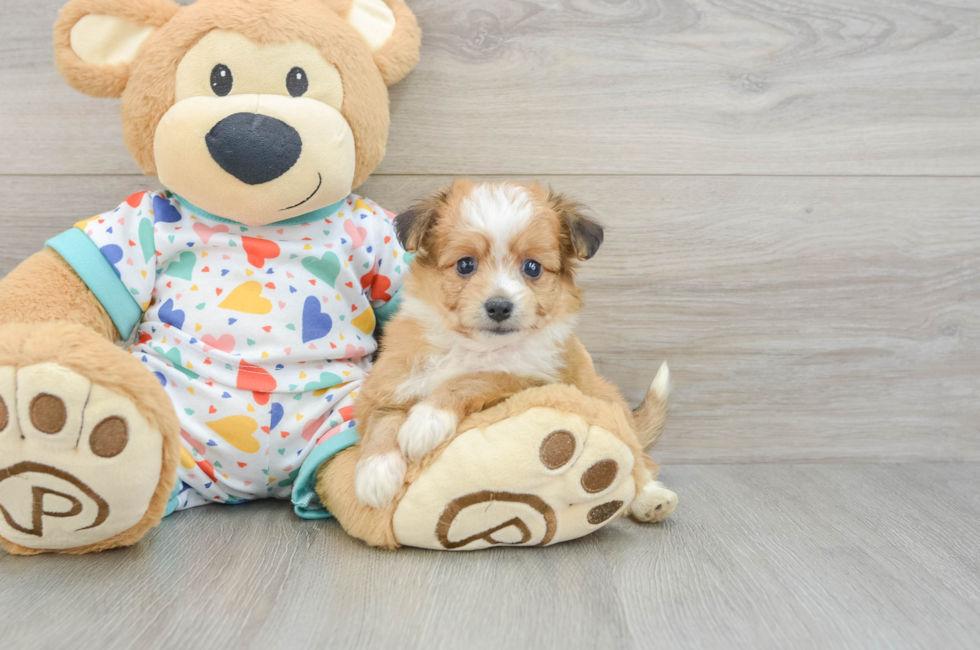 5 week old Aussiechon Puppy For Sale - Florida Fur Babies