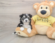 7 week old Aussiechon Puppy For Sale - Florida Fur Babies