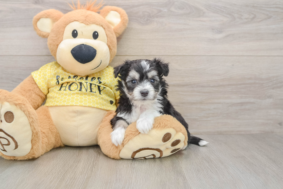 Smart Aussiechon Designer Pup