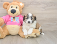 8 week old Aussiechon Puppy For Sale - Florida Fur Babies