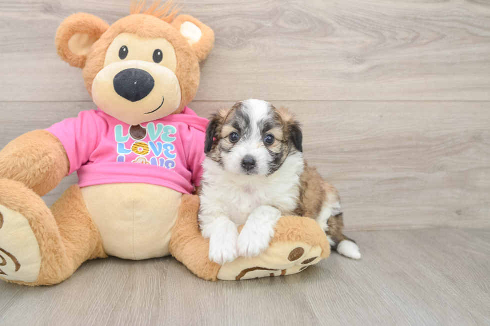 Popular Aussiechon Designer Pup