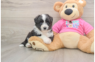 Adorable Aussie Bichon Designer Puppy