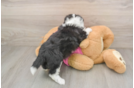 Smart Aussiechon Designer Pup
