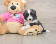 5 week old Aussiechon Puppy For Sale - Florida Fur Babies