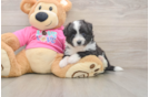 Aussiechon Puppy for Adoption