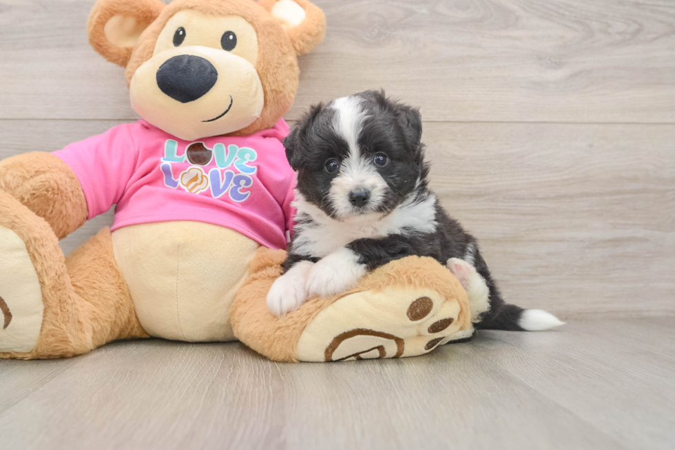 Aussiechon Puppy for Adoption