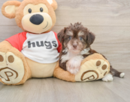 8 week old Aussiechon Puppy For Sale - Florida Fur Babies