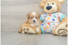 Aussiechon Puppy for Adoption