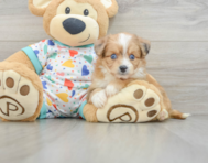 7 week old Aussiechon Puppy For Sale - Florida Fur Babies