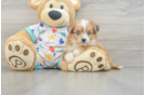 Petite Aussiechon Designer Pup