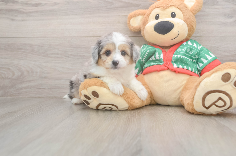 6 week old Aussiechon Puppy For Sale - Florida Fur Babies