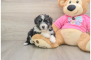Petite Aussiechon Designer Pup