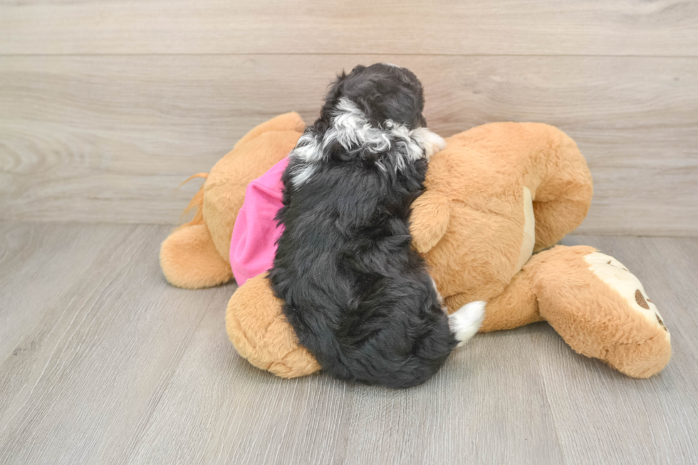Aussiechon Pup Being Cute