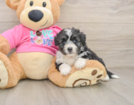 5 week old Aussiechon Puppy For Sale - Florida Fur Babies