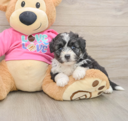 6 week old Aussiechon Puppy For Sale - Florida Fur Babies