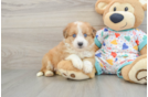 Aussiechon Puppy for Adoption