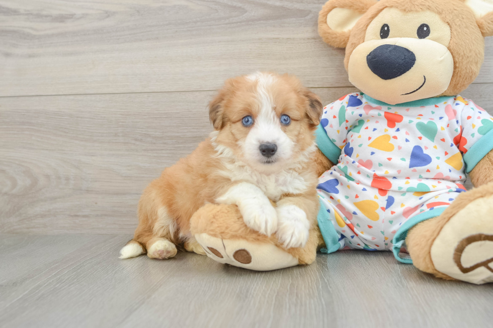 Aussiechon Puppy for Adoption
