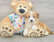 7 week old Aussiechon Puppy For Sale - Florida Fur Babies