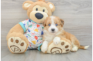 Aussiechon Puppy for Adoption