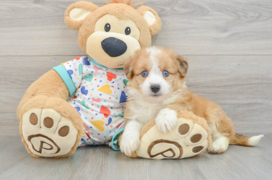 Aussiechon Puppy for Adoption