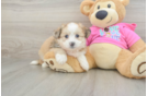 Aussiechon Puppy for Adoption