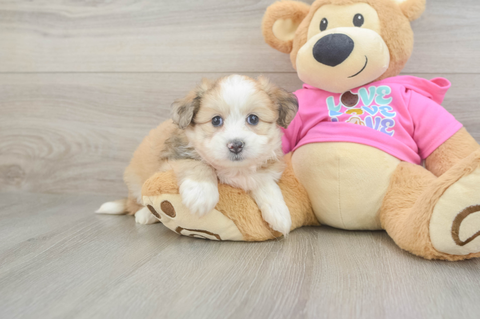 Aussiechon Puppy for Adoption