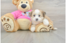 Funny Aussiechon Designer Pup