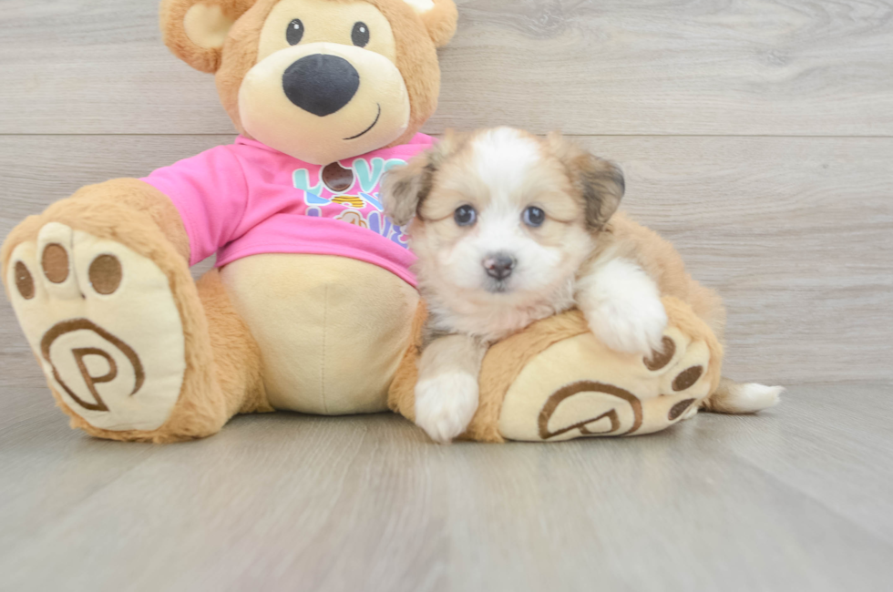 5 week old Aussiechon Puppy For Sale - Florida Fur Babies