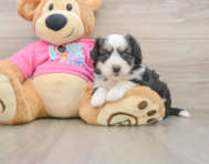6 week old Aussiechon Puppy For Sale - Florida Fur Babies