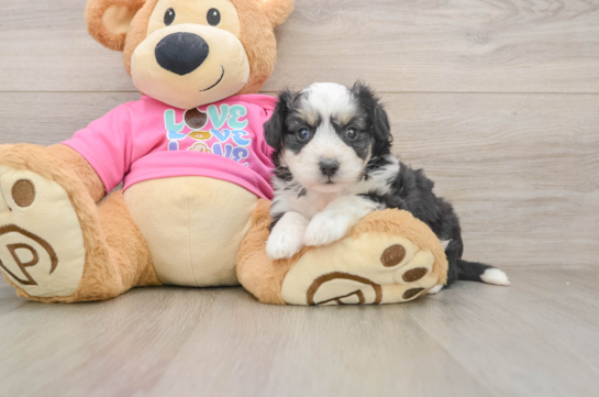 Cute Aussiechon Baby