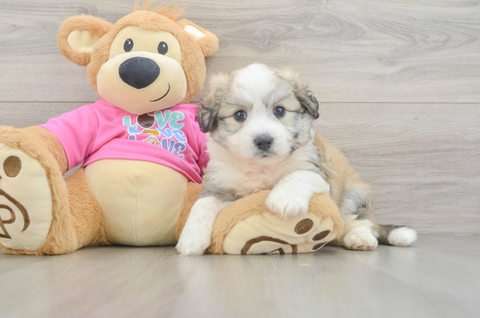 5 week old Aussiechon Puppy For Sale - Florida Fur Babies
