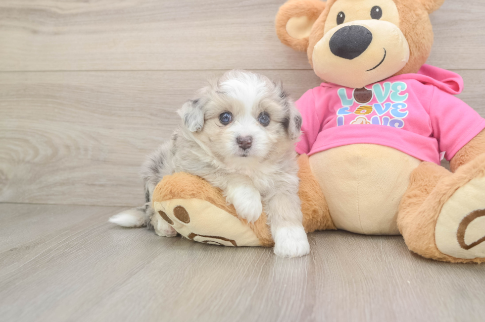 5 week old Aussiechon Puppy For Sale - Florida Fur Babies